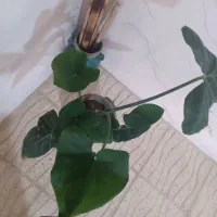 گل آپارتمان بابا آدم بلک ریشه پر و پر از پاجوش ۷۵|گل و گیاه طبیعی|اصفهان, باغ فدک|دیوار