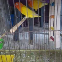 هلندی و برزیلی رنگ|پرنده|بندر گناوه, |دیوار