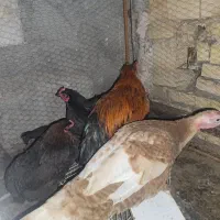 مرغ خروس سیاه بوقلمون نر|حیوانات مزرعه|مشهد, خواجه ربیع|دیوار