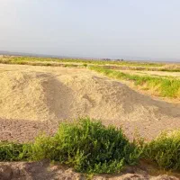کاه