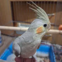 جفت عروس هلندی|پرنده|رودسر, |دیوار