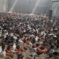 جوجه رنگی گلپایگانی ۴۵ روزه درشت