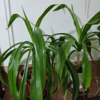 گل ذرتی شاداب