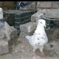 مجسمه کفتر|مجسمه، تندیس، ماکت|تربت جام, حافظ|دیوار