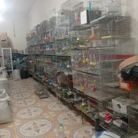 عروس هلندی.طوطی.مرغ عشق.فنچ.قناری