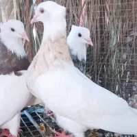 کبوتر طوقی کرمانشاهی و سبز سوسنی