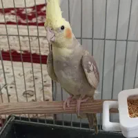 عروس هلندی جوجه|پرنده|بهارستان, |دیوار