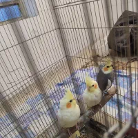 عروس هلندی|پرنده|شهر بابک, |دیوار