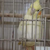 عروس هلندی|پرنده|فردیس, نگارستان|دیوار