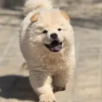 سگ چاو چاو  تنبل دوستداشتنی زیبا