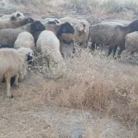 33راس شیشک میش داشتی بره دار و آبستن|حیوانات مزرعه|جره و بالاده, |دیوار