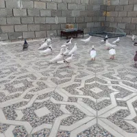 ۱۸ تا کبوتر رنگی