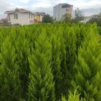 کاج طلایی لاوسون گل و گیاه