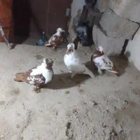 قرمز|پرنده|اردبیل, |دیوار