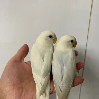 طوطی کوتوله برزیلی مارال یاسی جفت