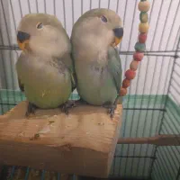 طوطی برزیلی وایت فیس هد نارنجی|پرنده|هشتگرد, شهرک ولیعصر (مصلی)|دیوار