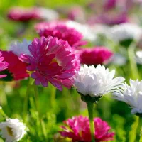 دنبال کار هستم آقا 33ساله