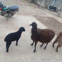 میش وبره|حیوانات مزرعه|کوهسار (البرز), |دیوار