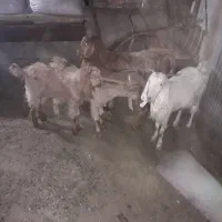 بز و بزغاله نروماده|حیوانات مزرعه|گنبد کاووس, |دیوار