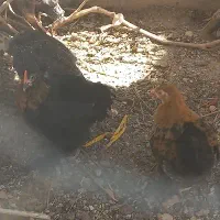 جفت کوشین