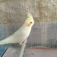 عروس هلندی|پرنده|شیراز, شهرک سراج‎|دیوار