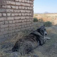 سگ ماده|سگ|زاوه, |دیوار