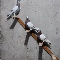 کبوتر پوس پیازی|پرنده|شیراز, میرزاکوچک خان|دیوار