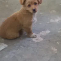 حیوان خانگی سگ