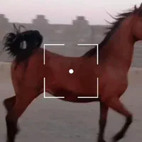 مادیان دره شوری نوه سالار۱|اسب و تجهیزات اسب‌سواری|کرمان, |دیوار