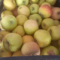 فروش سیب درجه ۲ آبگیری و مصرفی|خوردنی و آشامیدنی|شیراز, دلگشا|دیوار