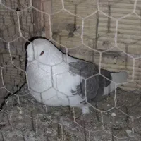 اجفت تهرونی دوکت تخت دم سفیدویه ماده دمگیر سوسکی|پرنده|خمینیشهر, |دیوار