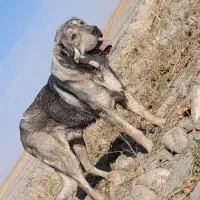 واگذاری سگ|سگ|نوشین شهر, |دیوار