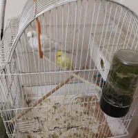 مرغ عشق هلندی