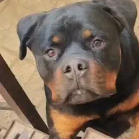 سگ روتوایلر نر