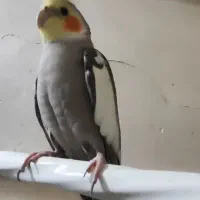 عروس هلندی سخنگو|پرنده|کلاچای, |دیوار