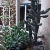 حراج گل وگیاه|گل و گیاه طبیعی|مینودشت, |دیوار