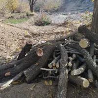 خریدار چوب داخل باغ