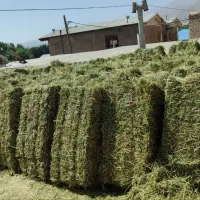 پرس یونجه