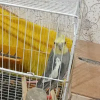 یک جفت عروس هلندی