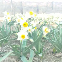 گل نرگس|گل و گیاه طبیعی|مینودشت, |دیوار