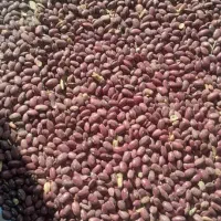 لوبیاقرمزخوشبخت قیمت ۲۱۰تومان|عمده‌فروشی|نظر کهریزی, |دیوار