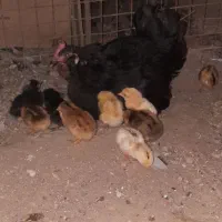 مرغ با جوجه|حیوانات مزرعه|باوی, |دیوار