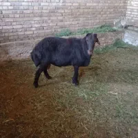 قوچ نر