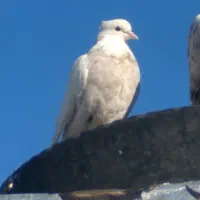 طوقی|پرنده|دهدشت, |دیوار