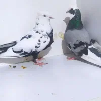 کفتر جفت شازده و دمبی|پرنده|رباط‌کریم, رباط‌کریم|دیوار