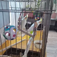 عروس هلندی لوتینو رام و دستی|پرنده|گرمی, |دیوار