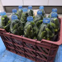 خیاشور بطری ۱۷۰  ترشی انبه روغنی کیلو ۴۵۰ تومان