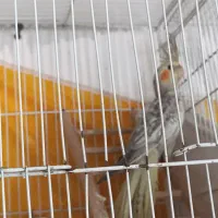 فروش عروس هلندی