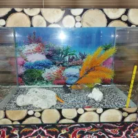 اکواریوم شیشه خم