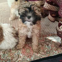 سگ شیتزو|سگ|تبریز, |دیوار